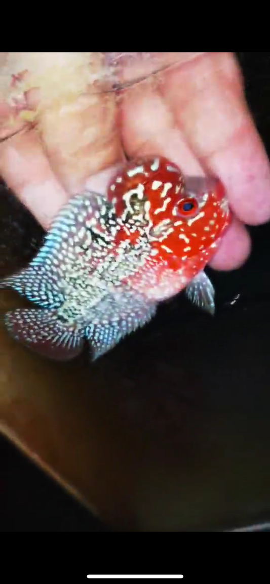 Super Red Dragon Flowerhorn ( Male ) #43