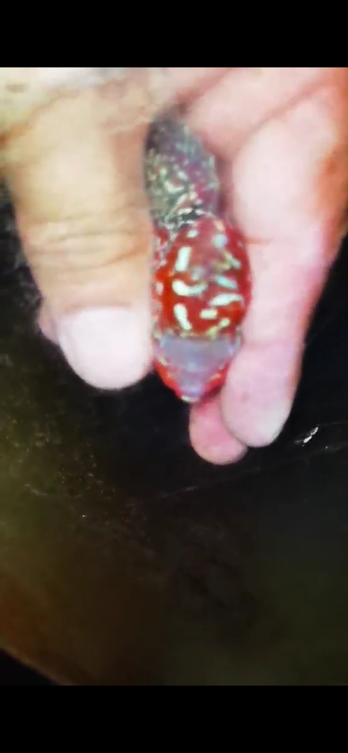 Super Red Dragon Flowerhorn ( Male ) #43