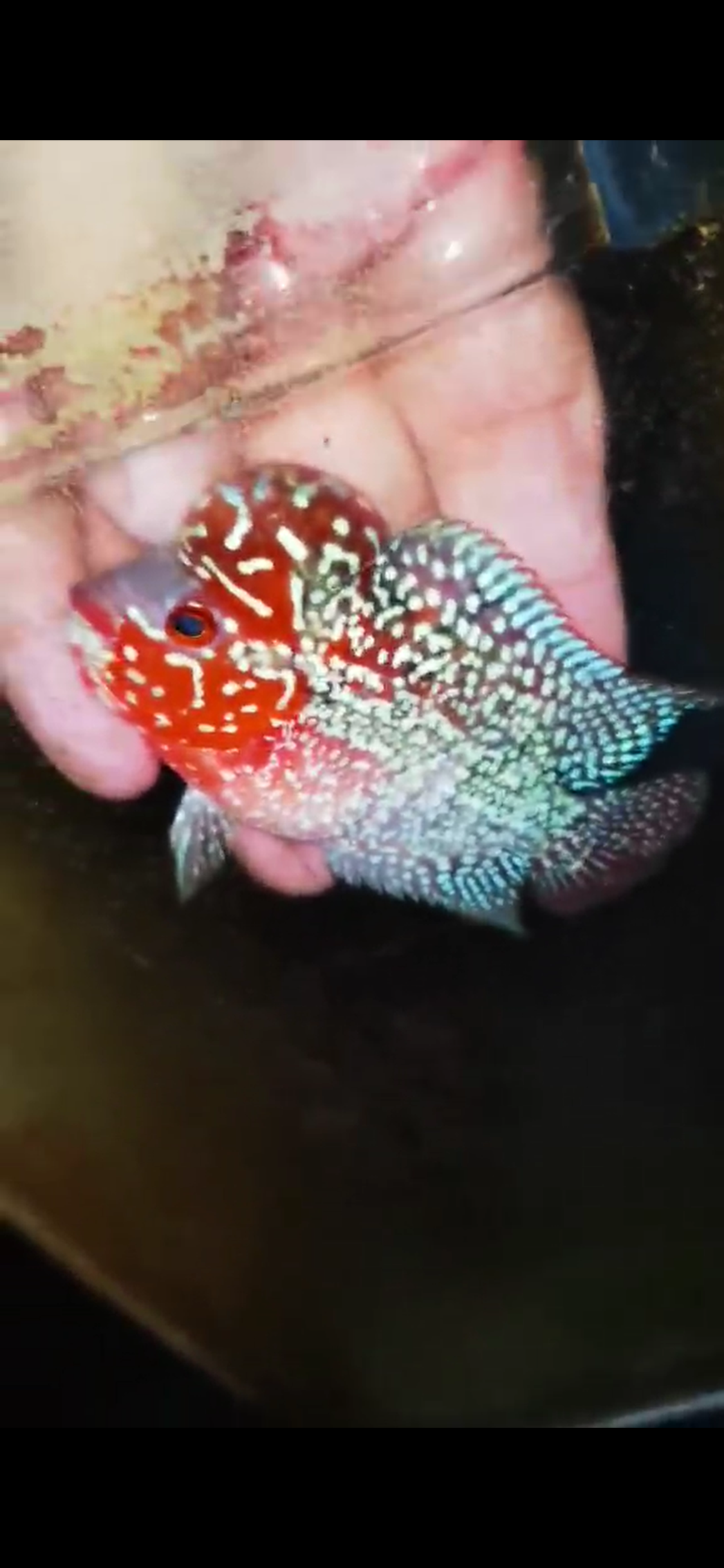 Super Red Dragon Flowerhorn ( Male ) #43