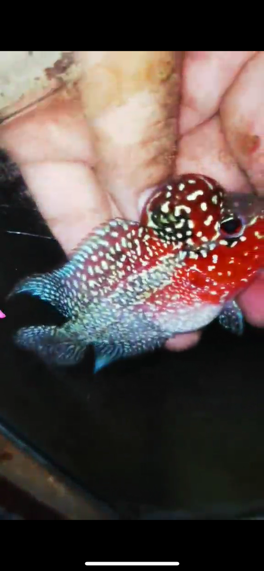 Super Red Dragon Flowerhorn ( Male ) #41