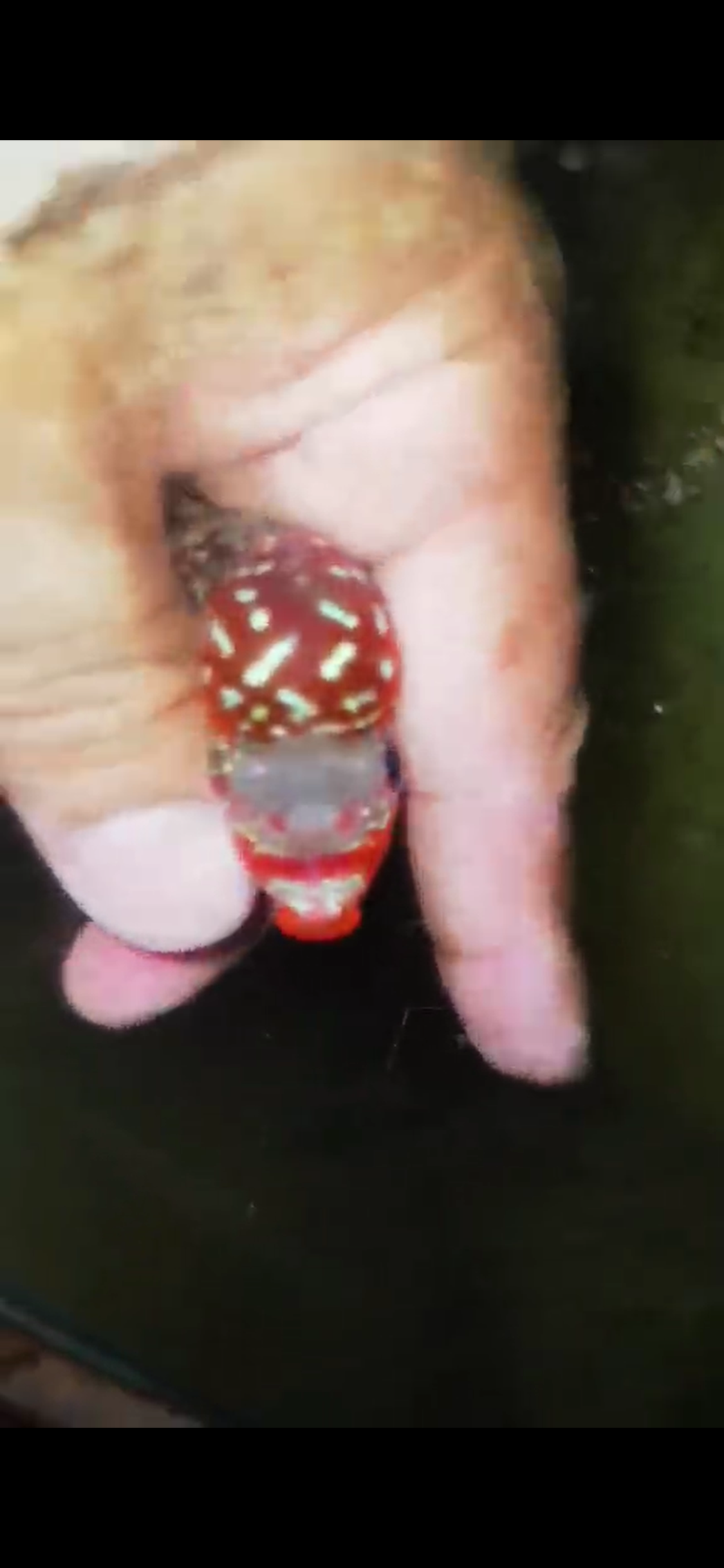 Super Red Dragon Flowerhorn ( Male ) #41