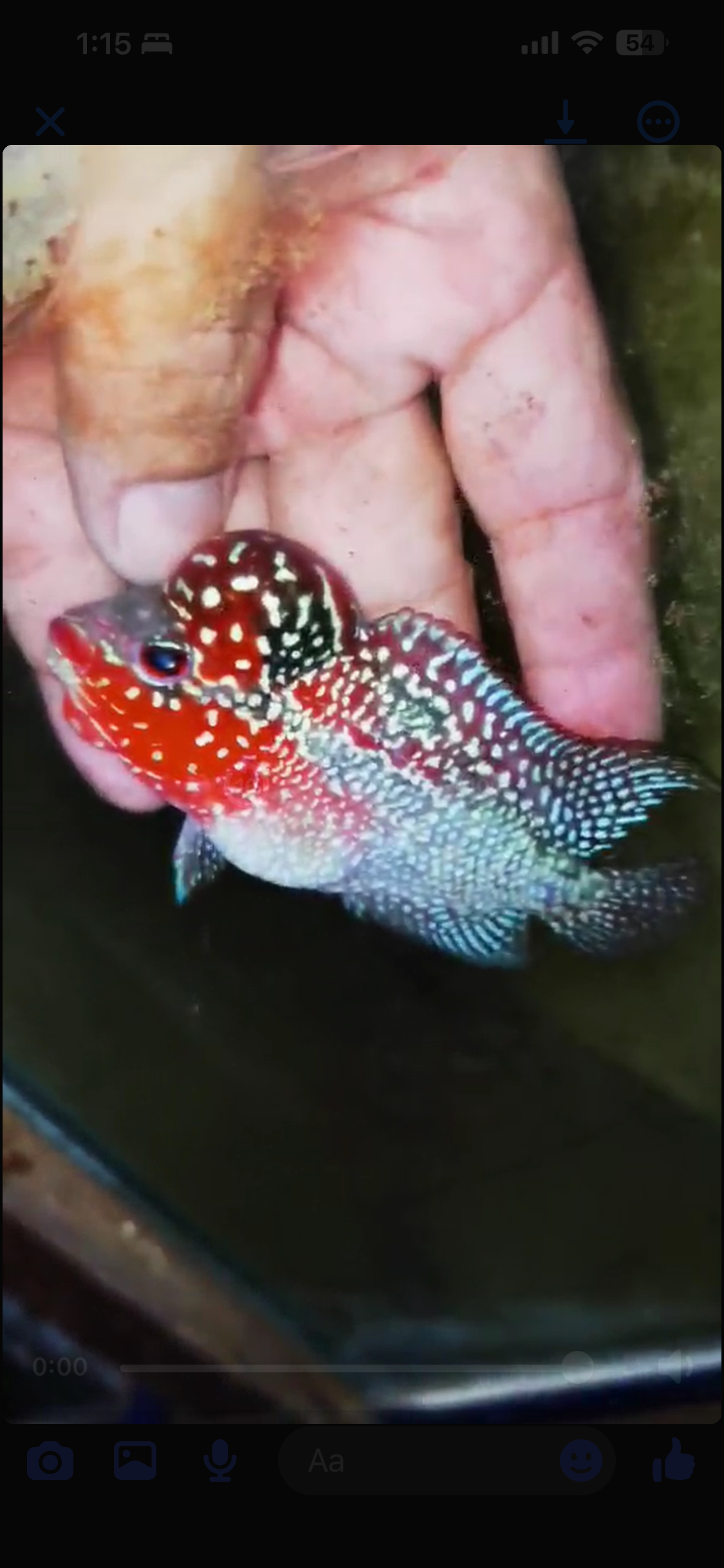 Super Red Dragon Flowerhorn ( Male ) #41
