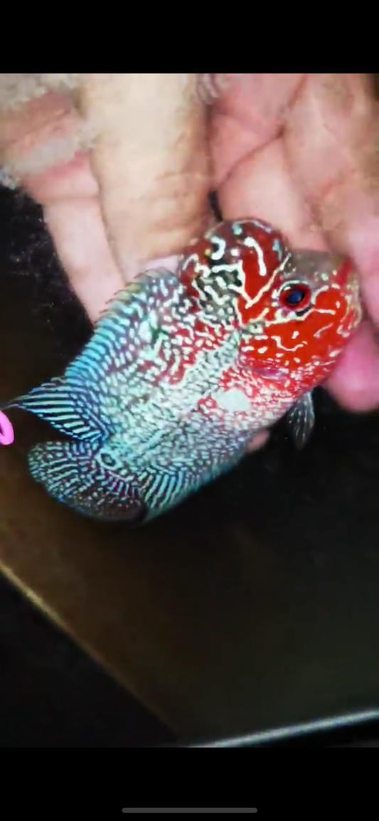 Super Red Dragon Flowerhorn ( Male ) #46