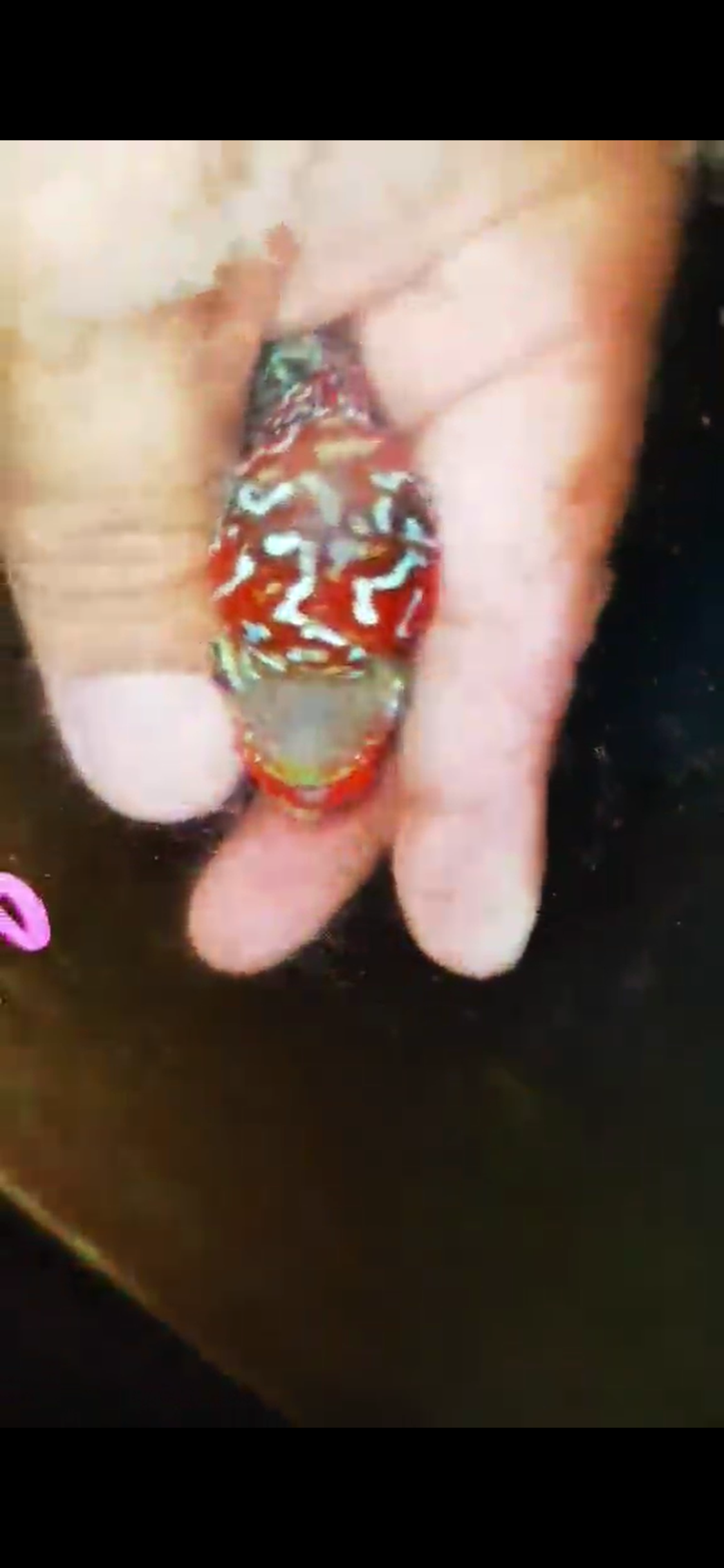 Super Red Dragon Flowerhorn ( Male ) #46
