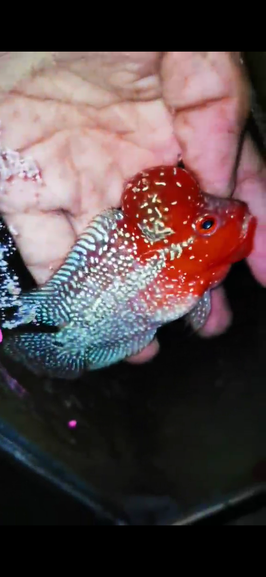 Super Red Dragon Flowerhorn ( Male ) #45