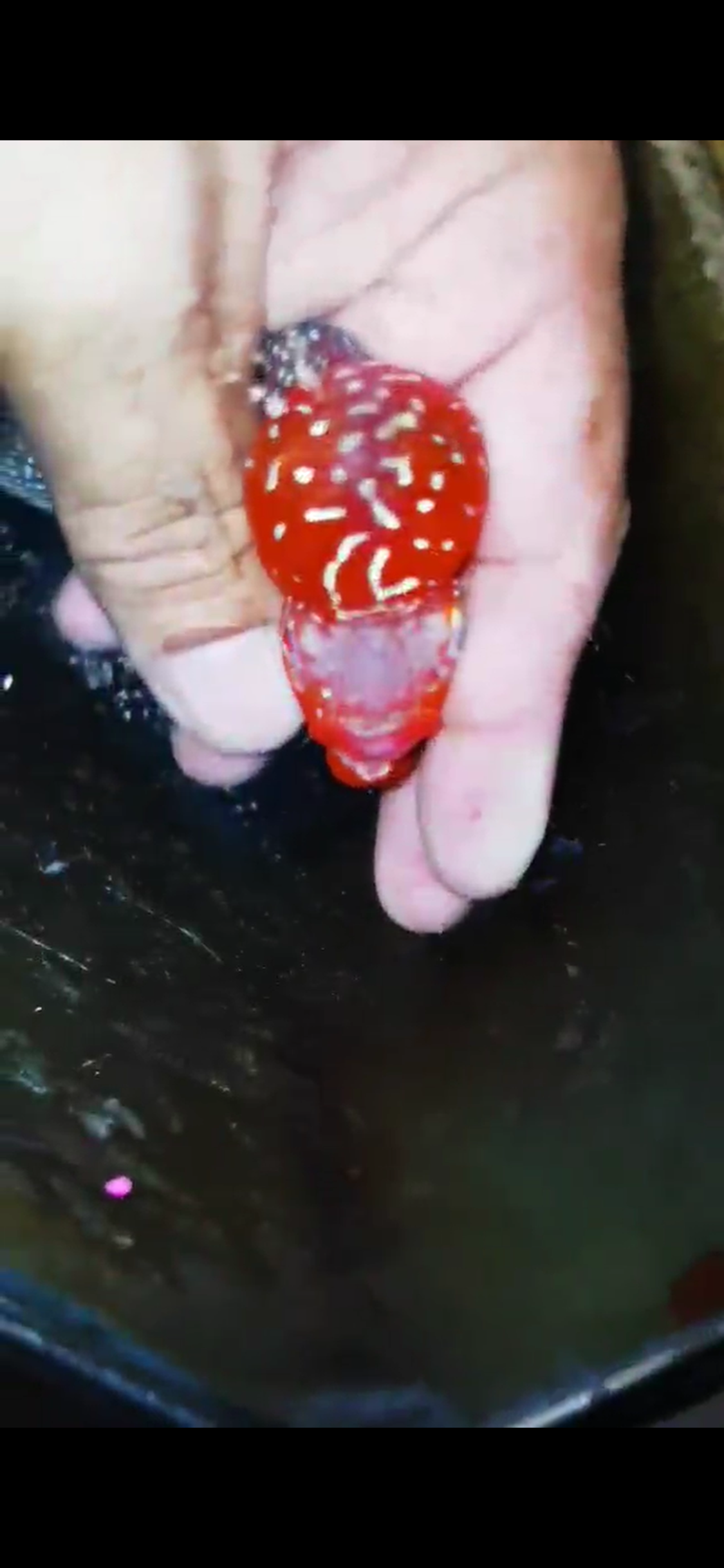 Super Red Dragon Flowerhorn ( Male ) #45