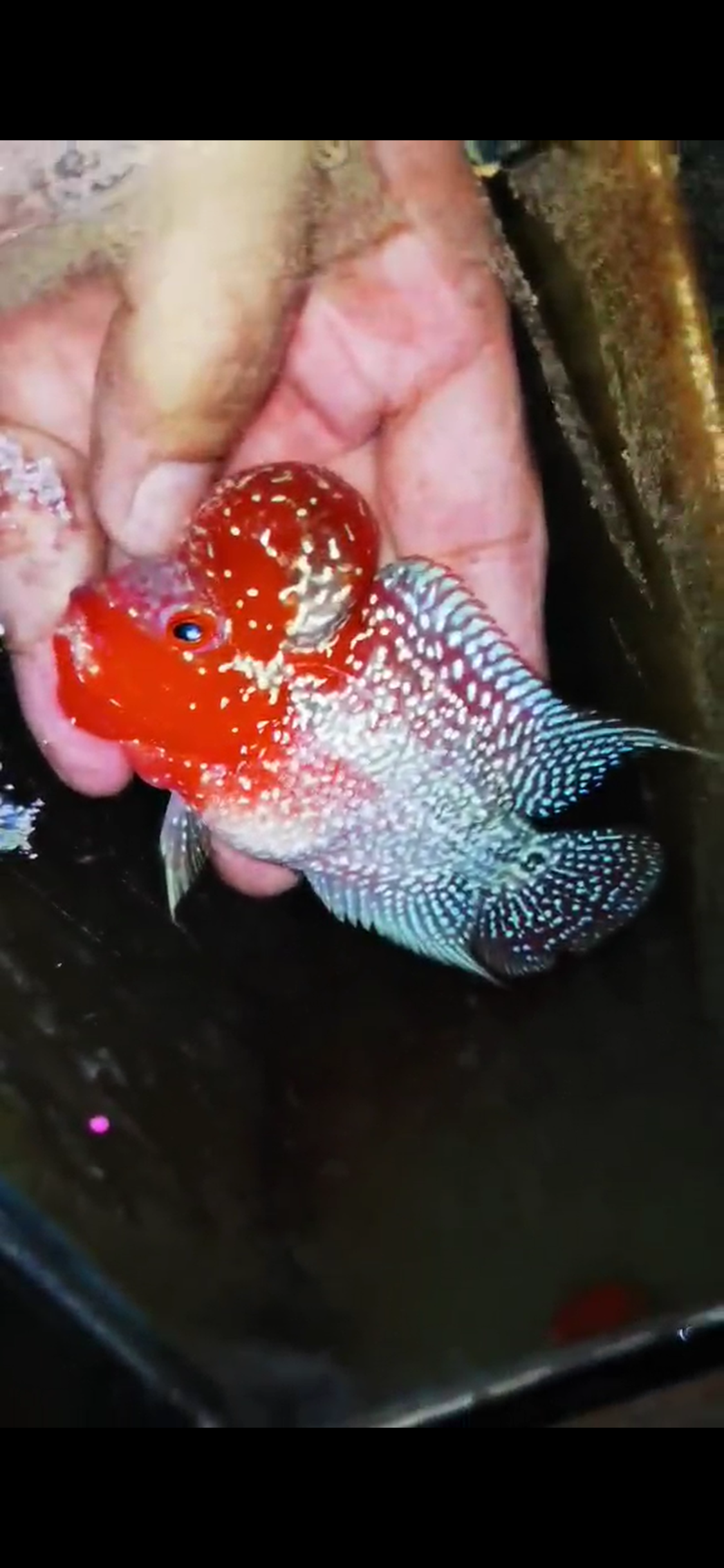 Super Red Dragon Flowerhorn ( Male ) #45