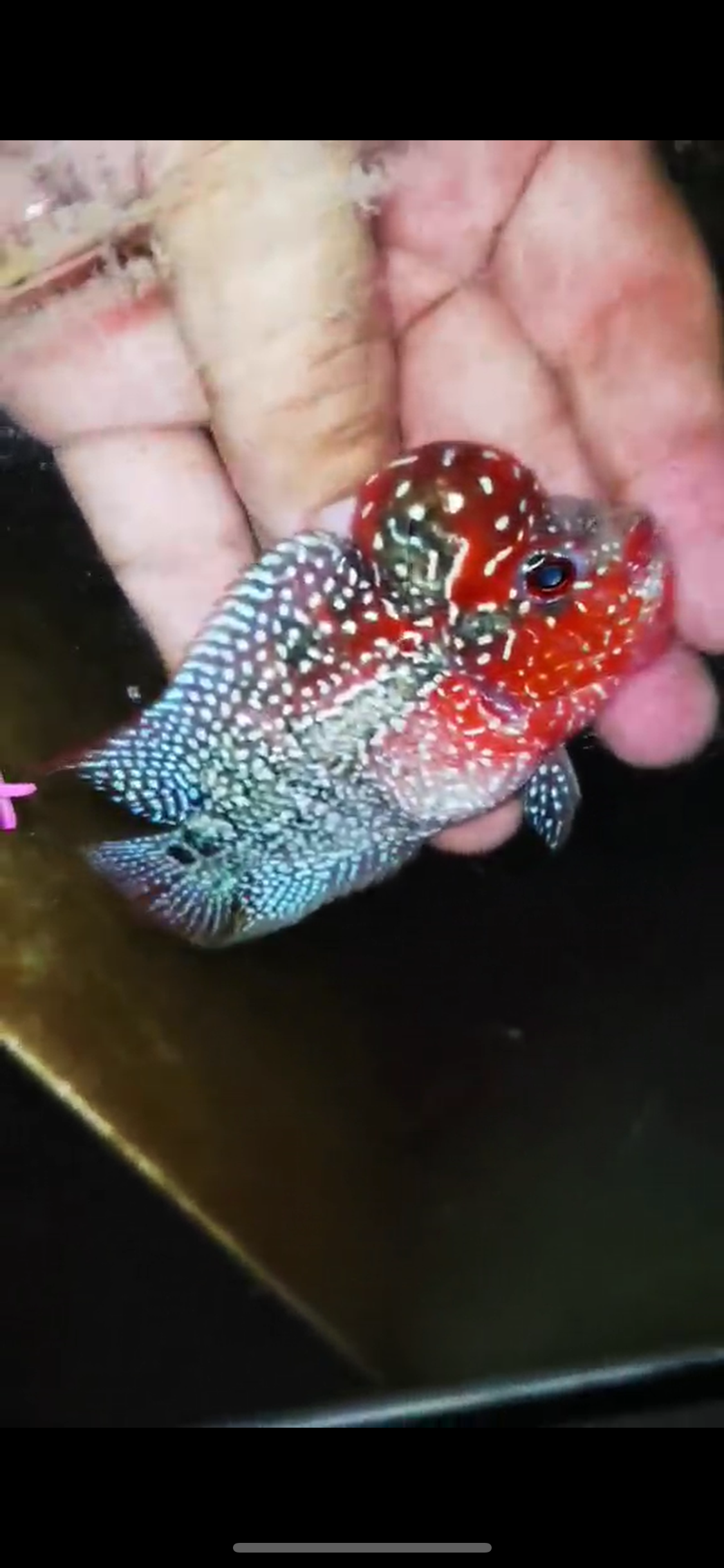 Super Red Dragon Flowerhorn ( Male ) #47