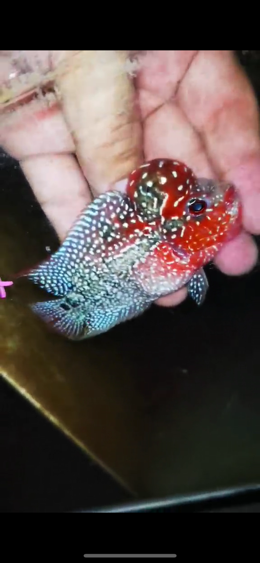 Super Red Dragon Flowerhorn ( Male ) #47