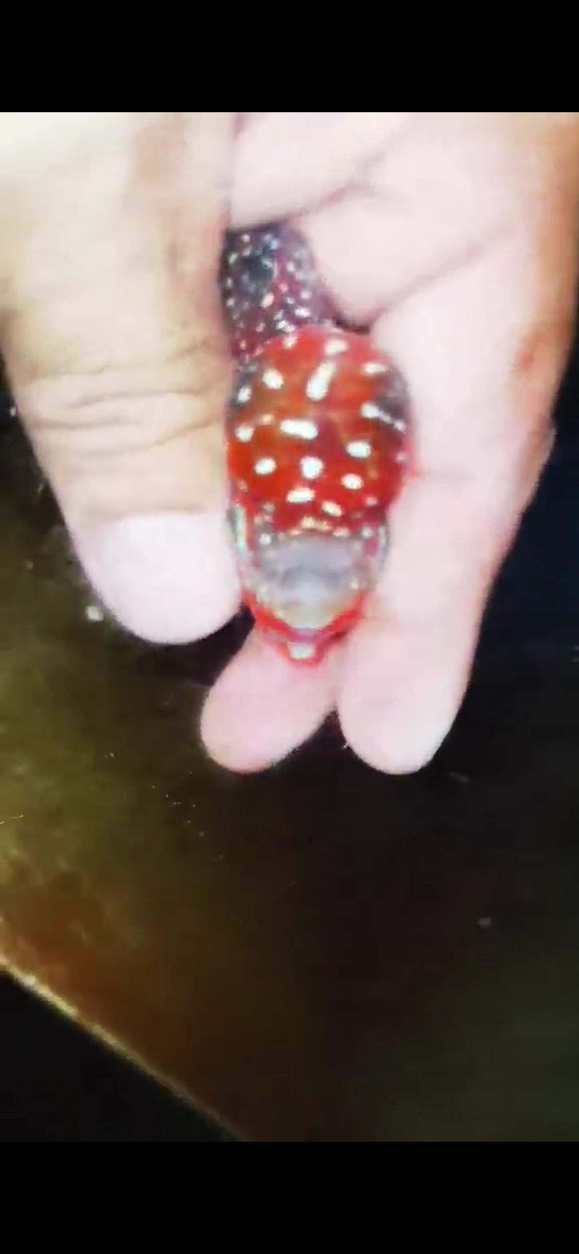 Super Red Dragon Flowerhorn ( Male ) #47