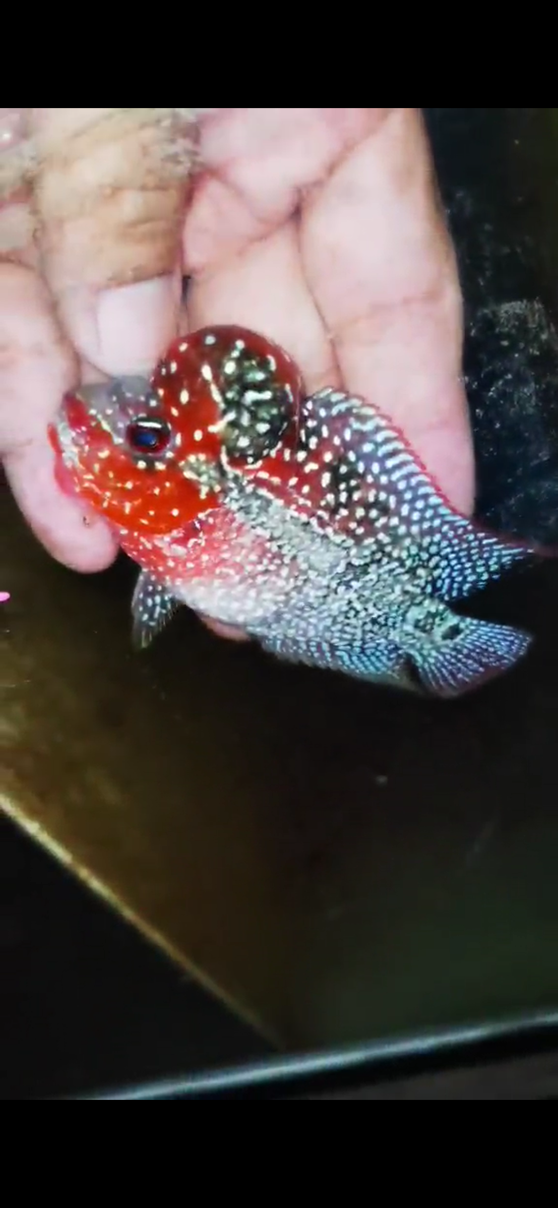 Super Red Dragon Flowerhorn ( Male ) #47