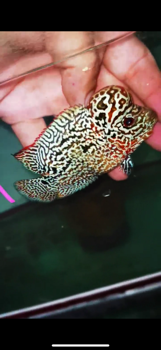 HQ Kamfa Flowerhorn ( Male ) #9