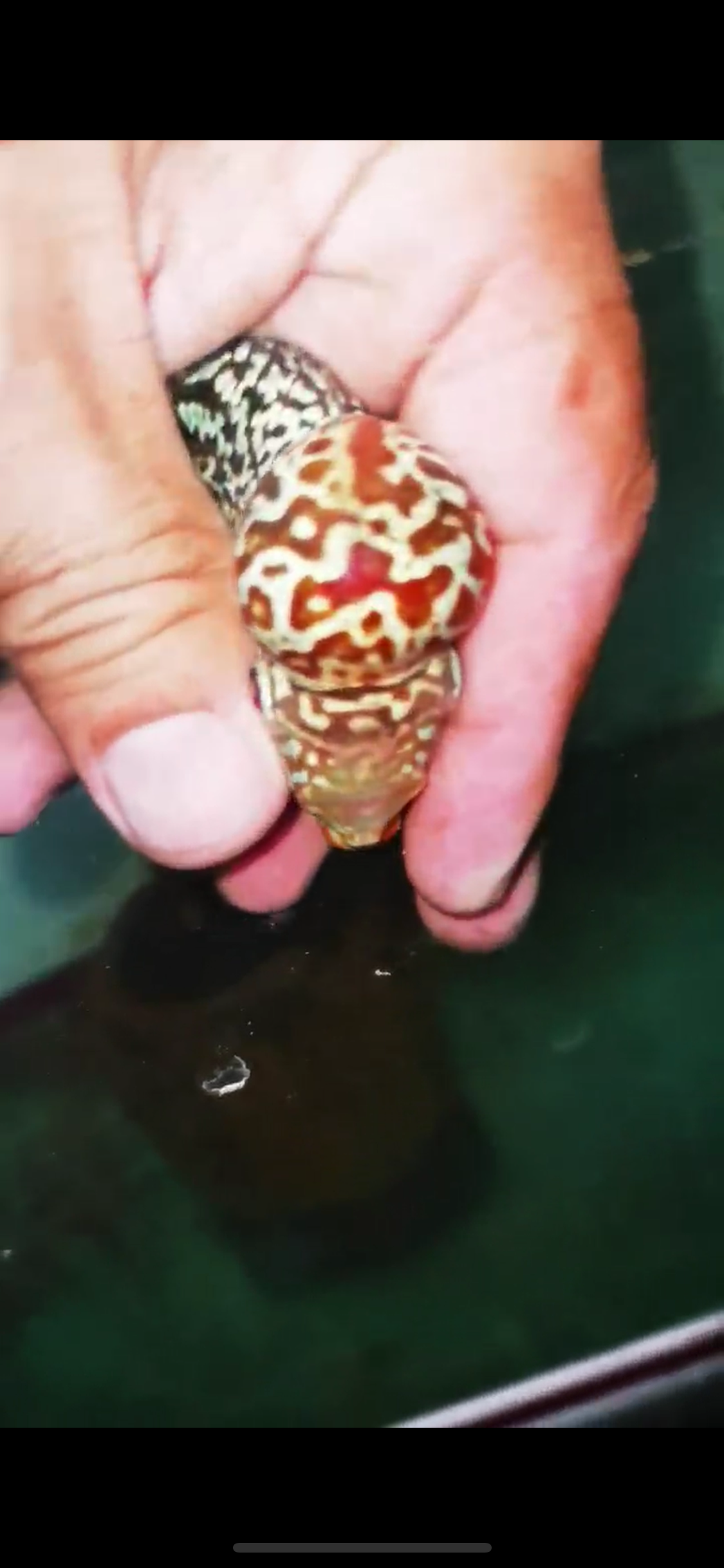HQ Kamfa Flowerhorn ( Male ) #9