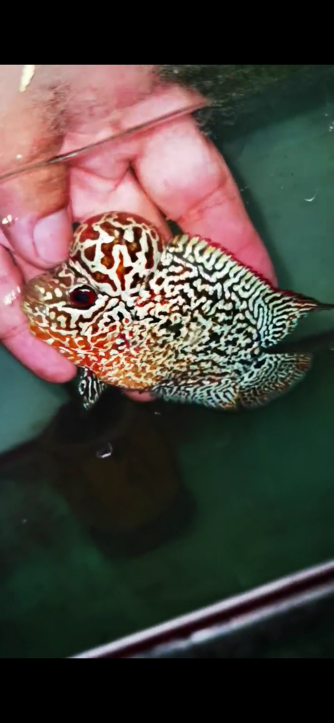 HQ Kamfa Flowerhorn ( Male ) #9