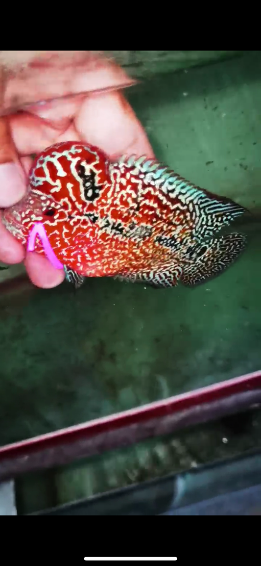 HQ Kamfa Flowerhorn ( Male ) #9