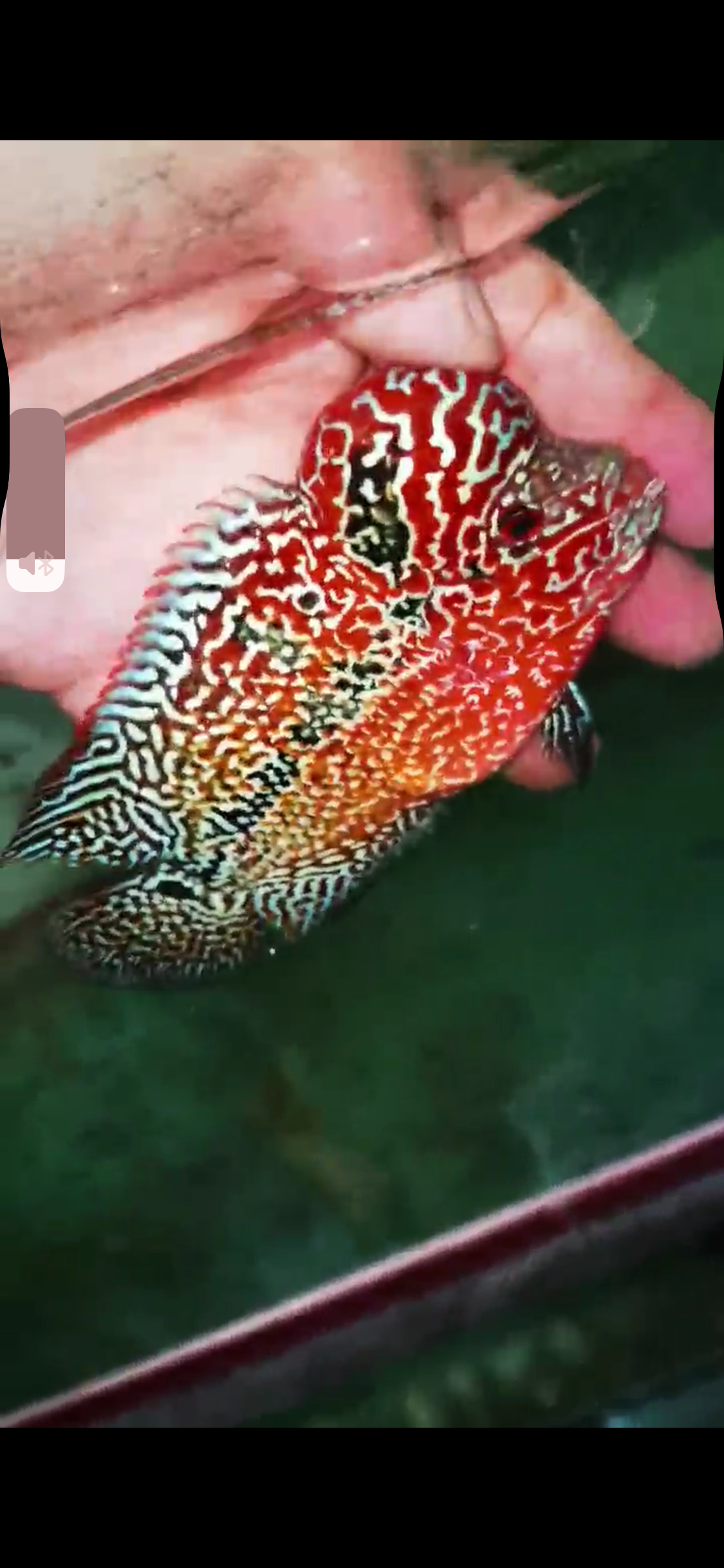 HQ Kamfa Flowerhorn ( Male ) #9
