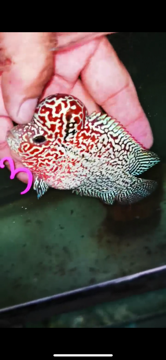 HQ Kamfa Flowerhorn ( Male ) #3