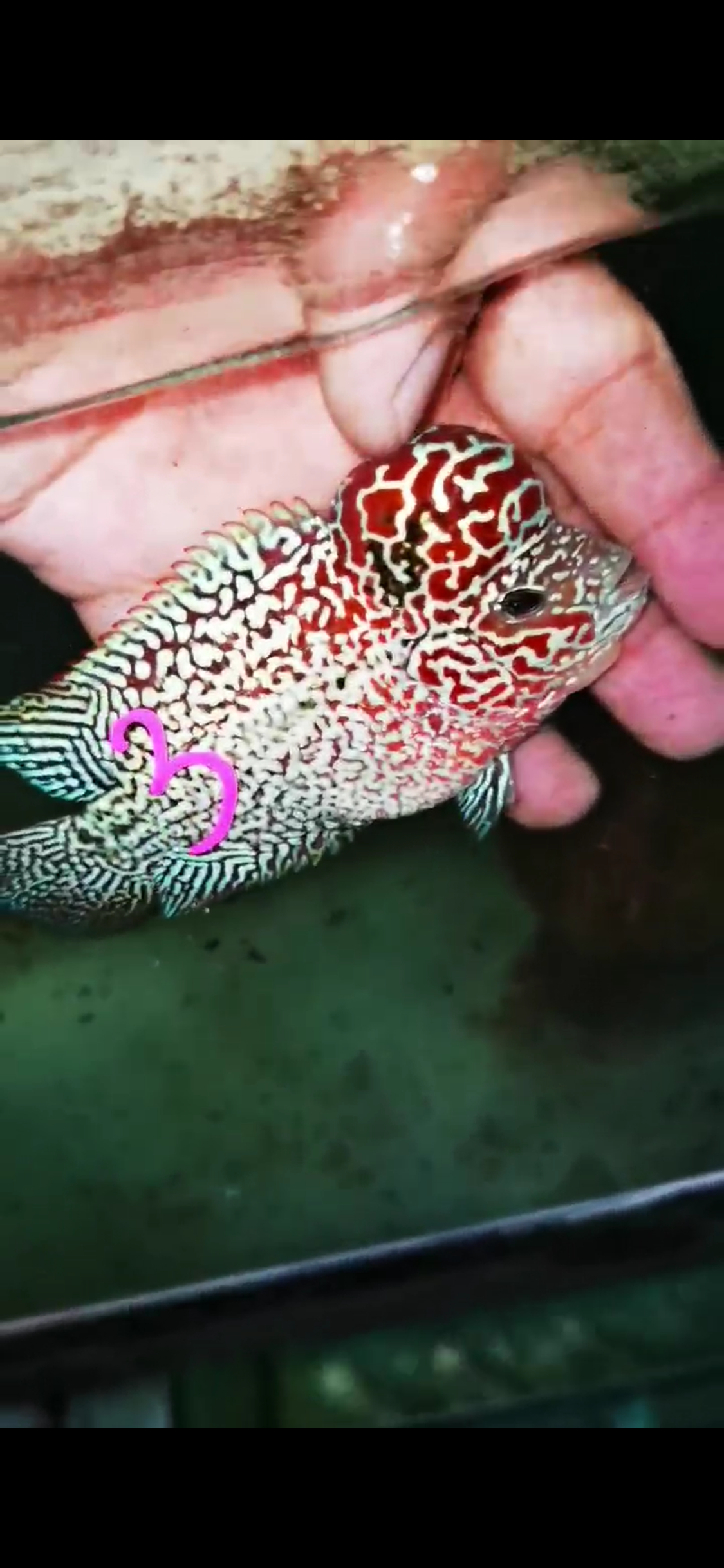HQ Kamfa Flowerhorn ( Male ) #3