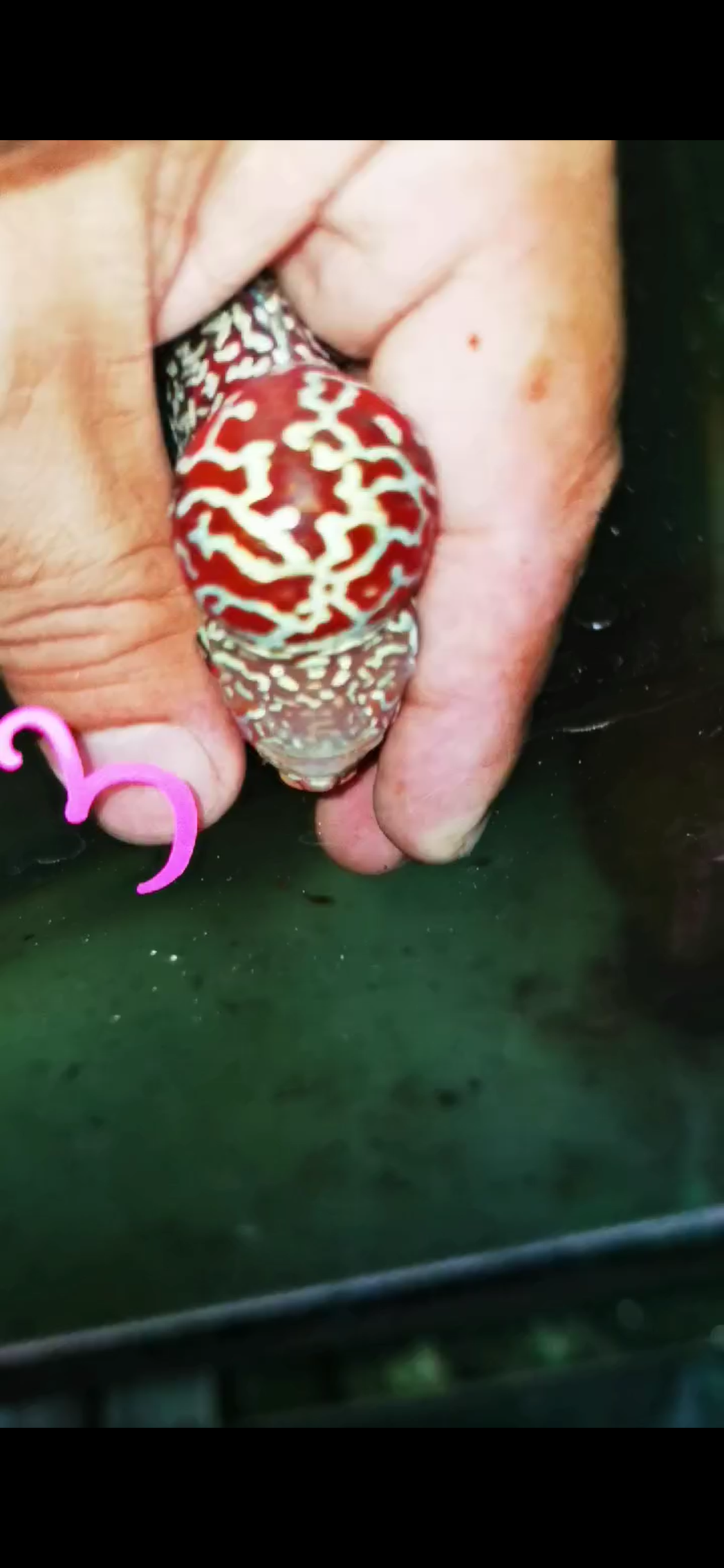 HQ Kamfa Flowerhorn ( Male ) #3