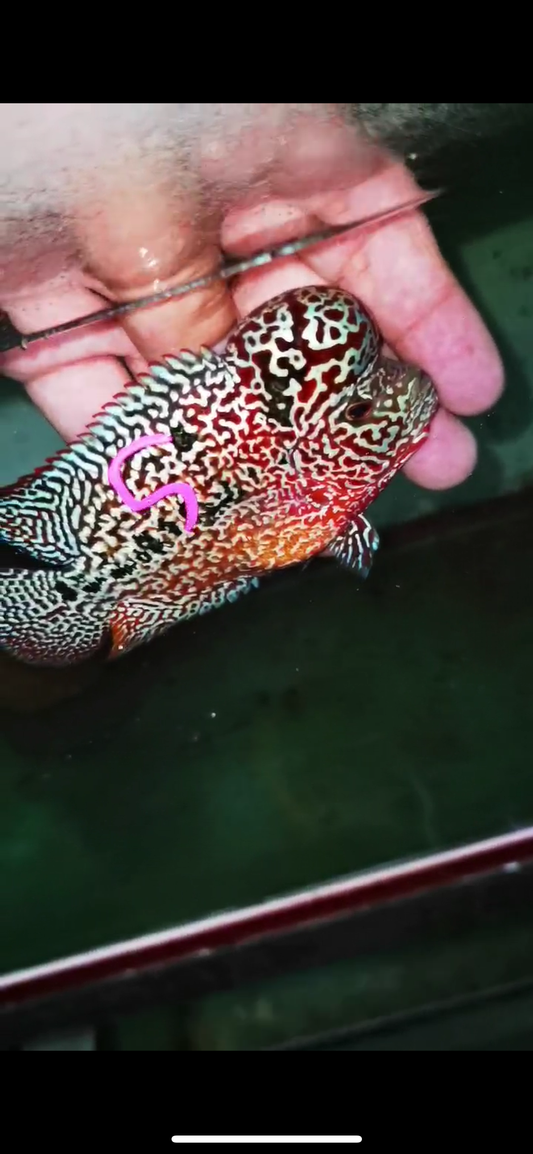 HQ Kamfa Flowerhorn ( Male ) #5