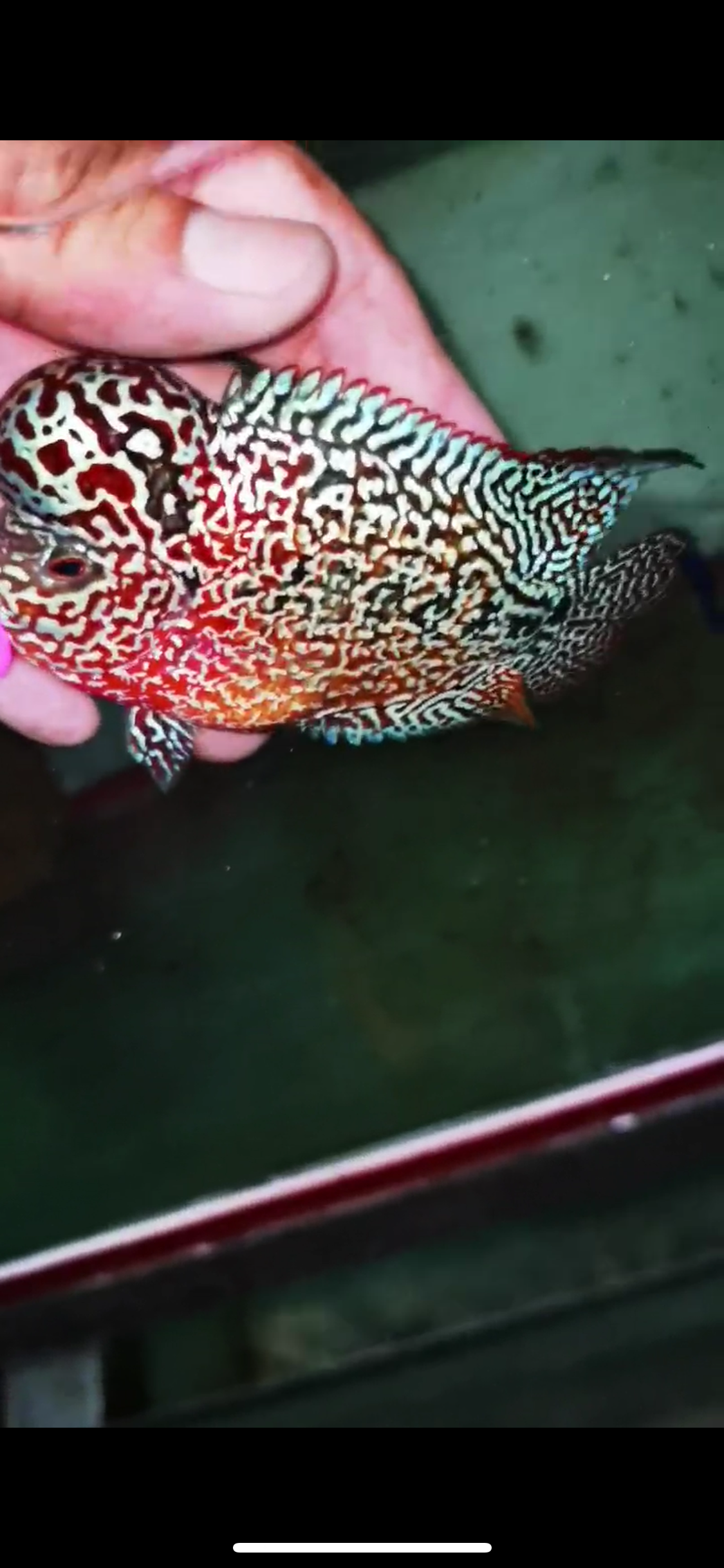 HQ Kamfa Flowerhorn ( Male ) #5