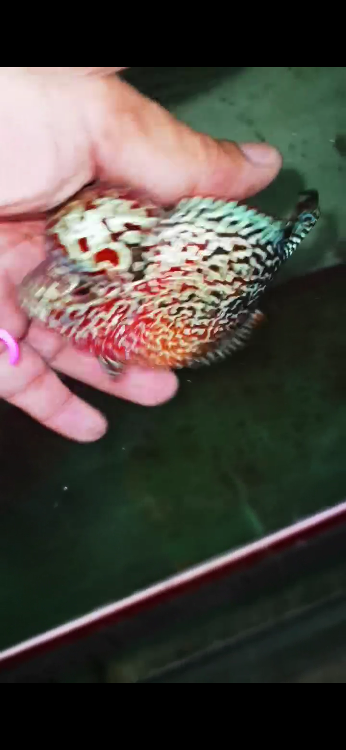 HQ Kamfa Flowerhorn ( Male ) #5