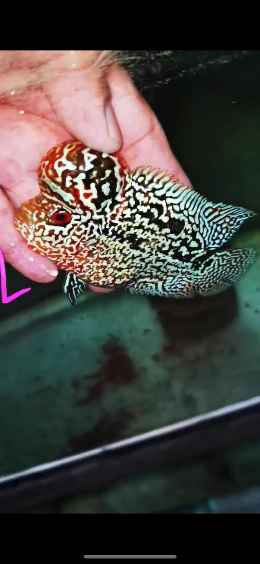 HQ Black Kamfa Flowerhorn ( Male ) #2