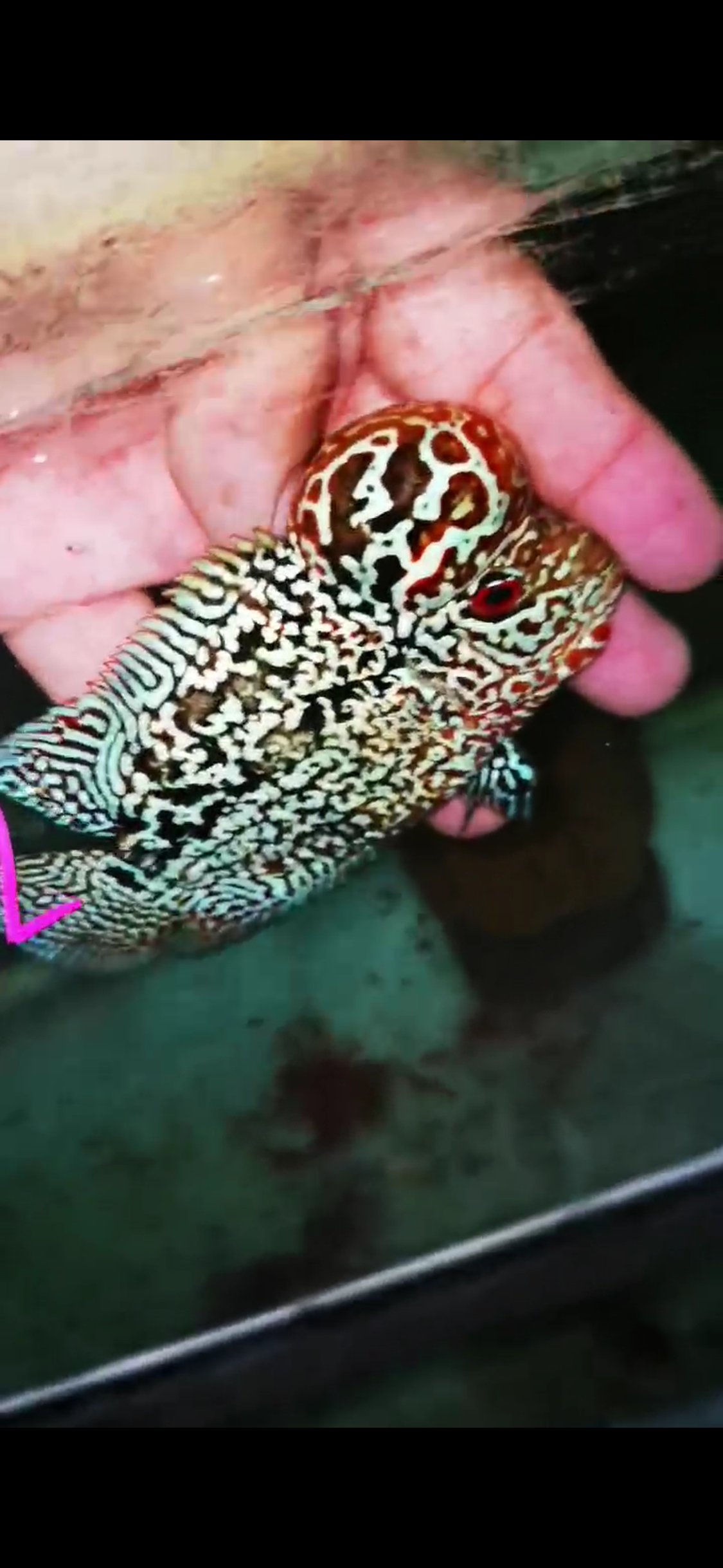 HQ Black Kamfa Flowerhorn ( Male ) #2