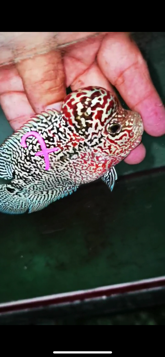 HQ  Kamfa Flowerhorn ( Male ) #7
