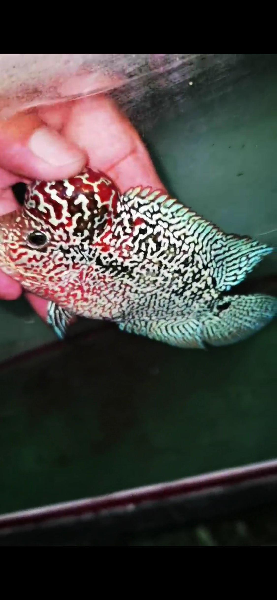 HQ  Kamfa Flowerhorn ( Male ) #7