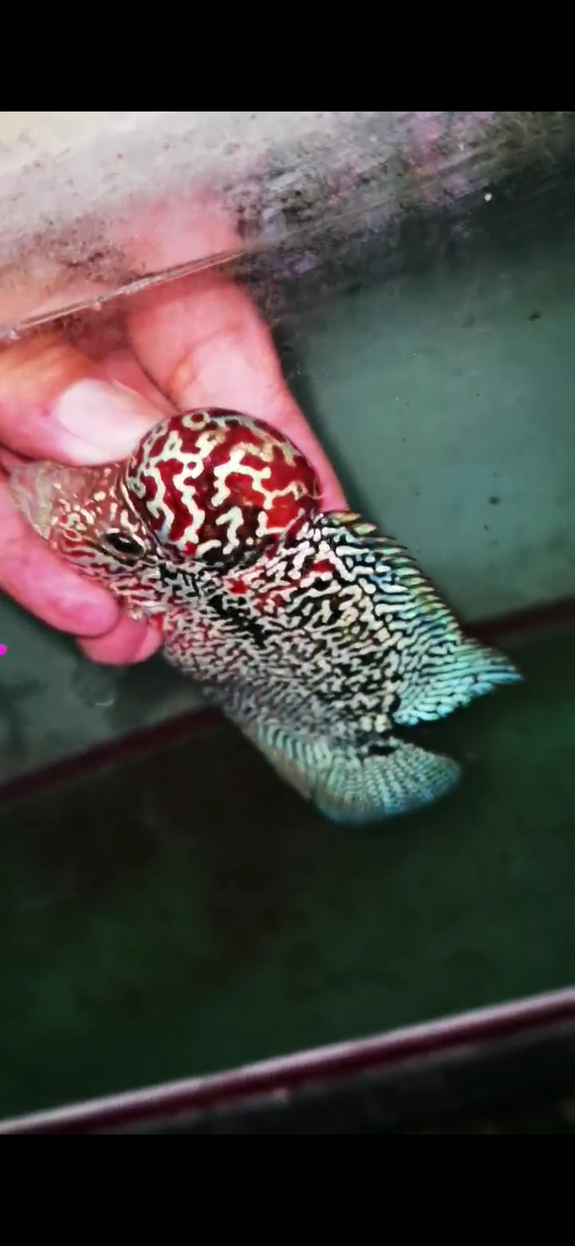 HQ  Kamfa Flowerhorn ( Male ) #7
