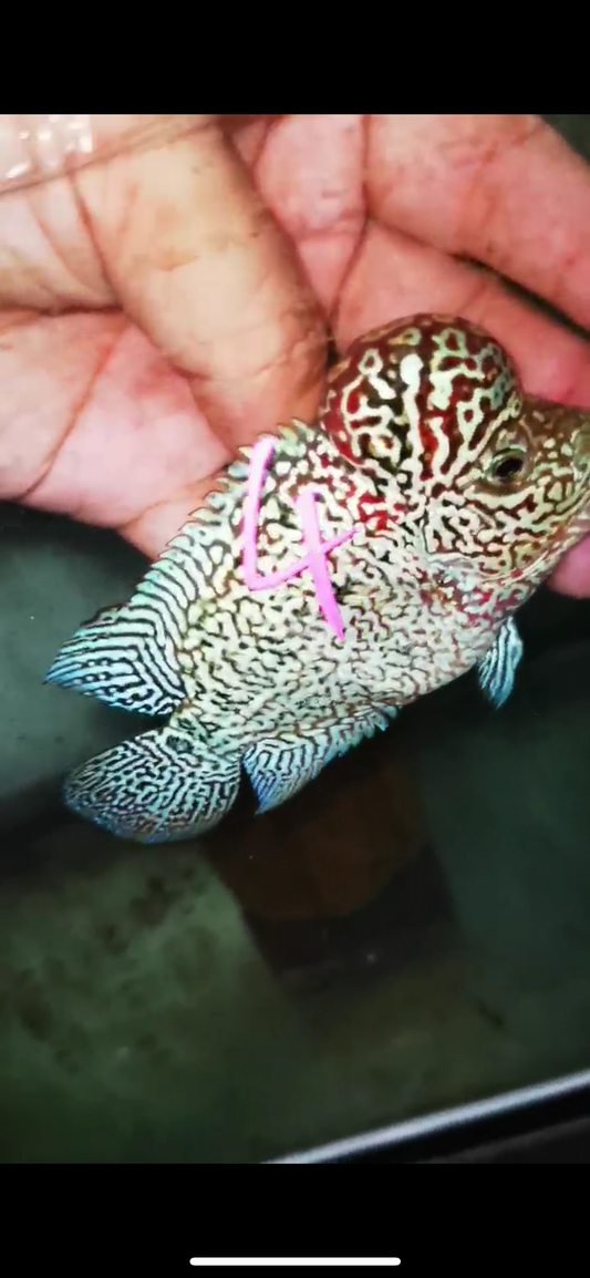 HQ Kamfa Flowerhorn ( Male ) #4