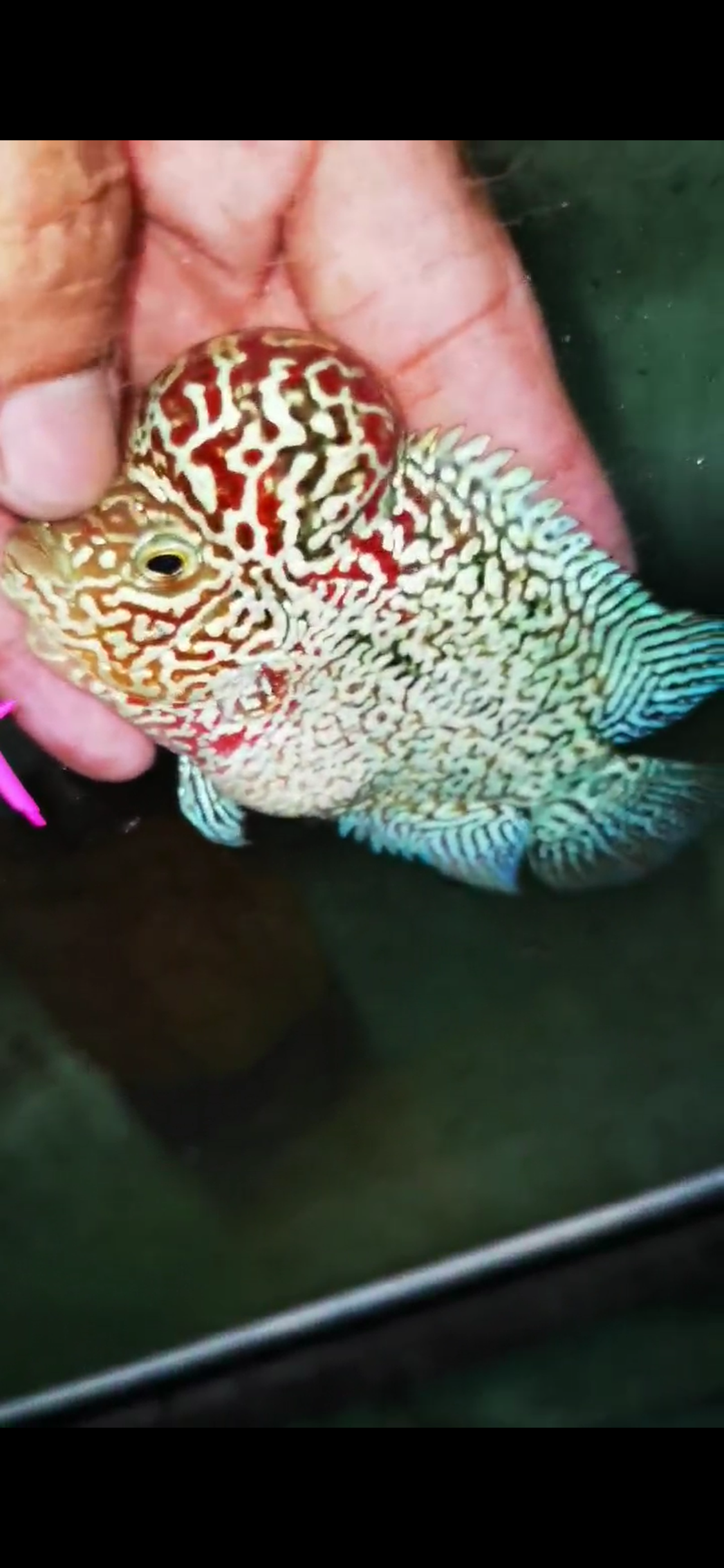 HQ Kamfa Flowerhorn ( Male ) #4