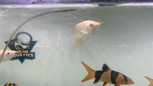 Albino Arowana 12"