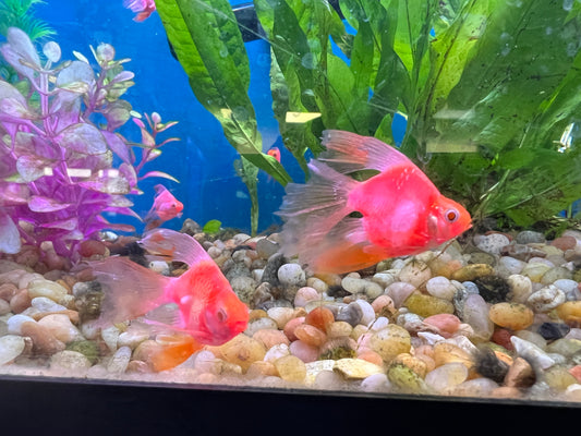 Glow SB Lonfin Barbs