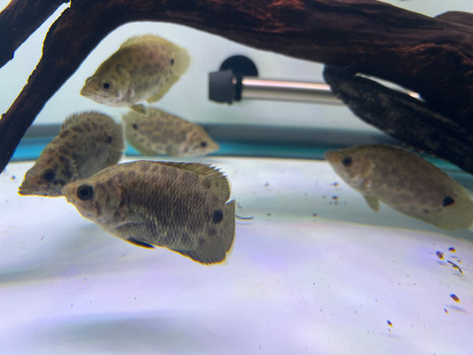 Leopard Bush Fish 3-4"