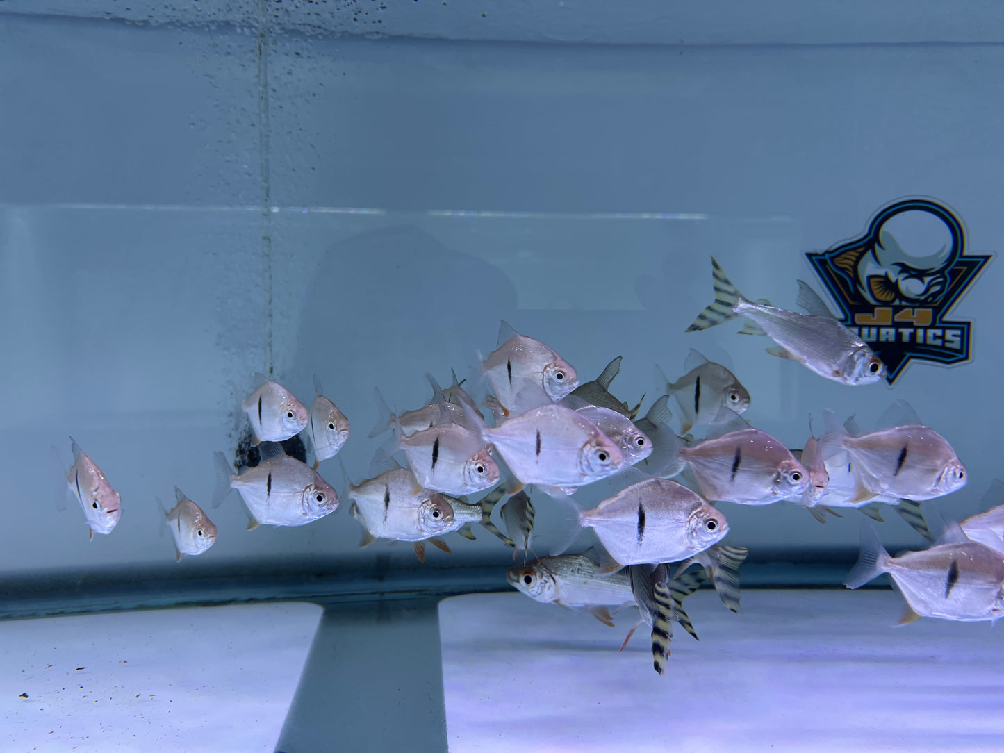 Thin Bar Silver Dollar Fish 2-2.5"