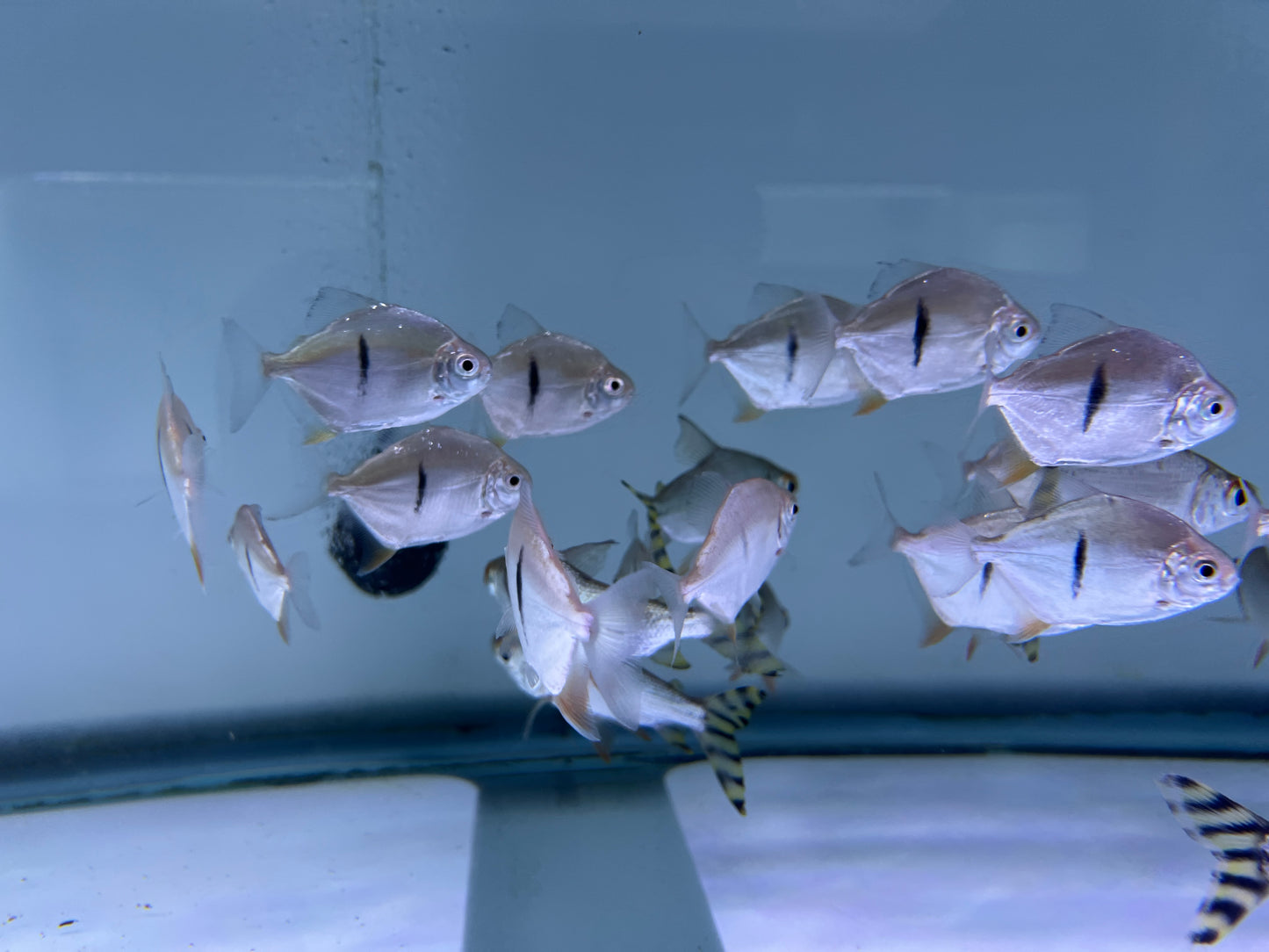 Thin Bar Silver Dollar Fish 2-2.5"