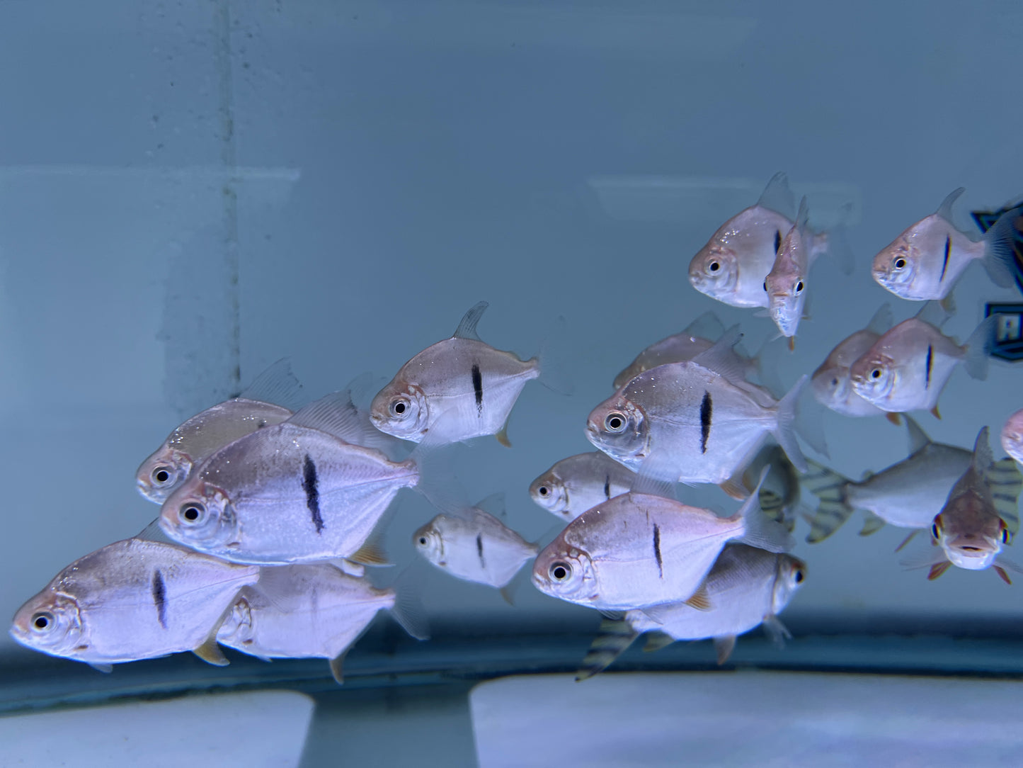 Thin Bar Silver Dollar Fish 2-2.5"