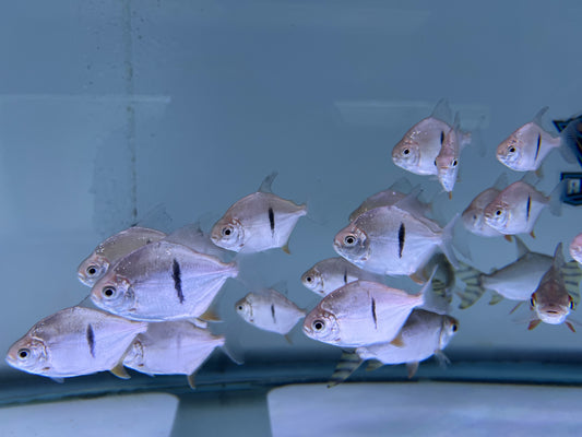 Thin Bar Silver Dollar Fish 2-2.5"