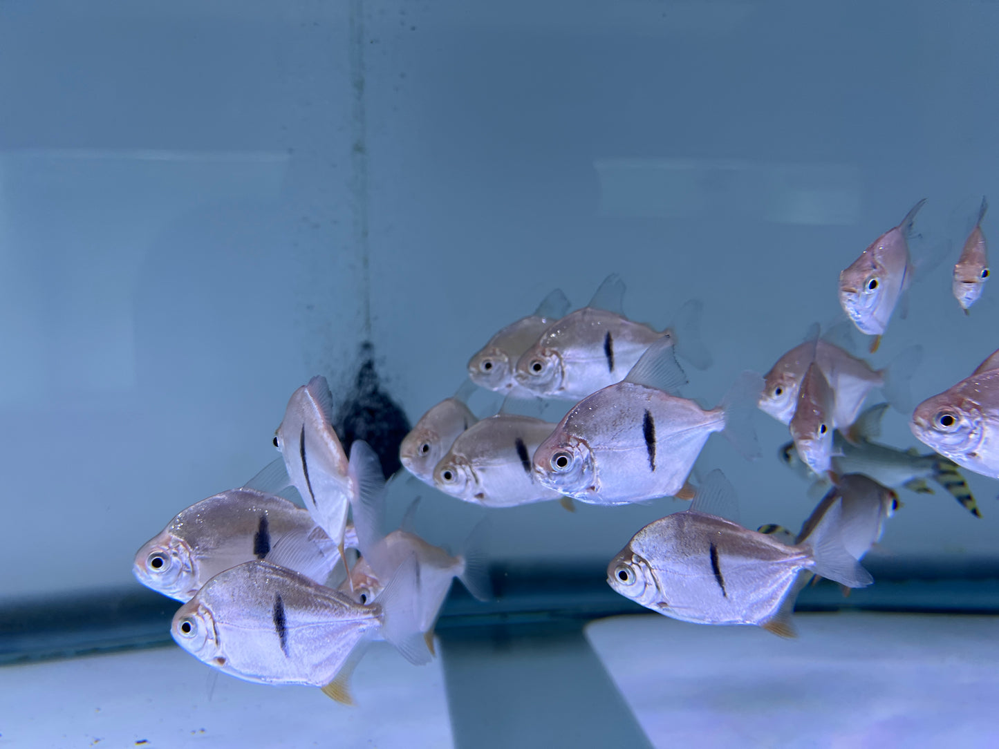 Thin Bar Silver Dollar Fish 2-2.5"