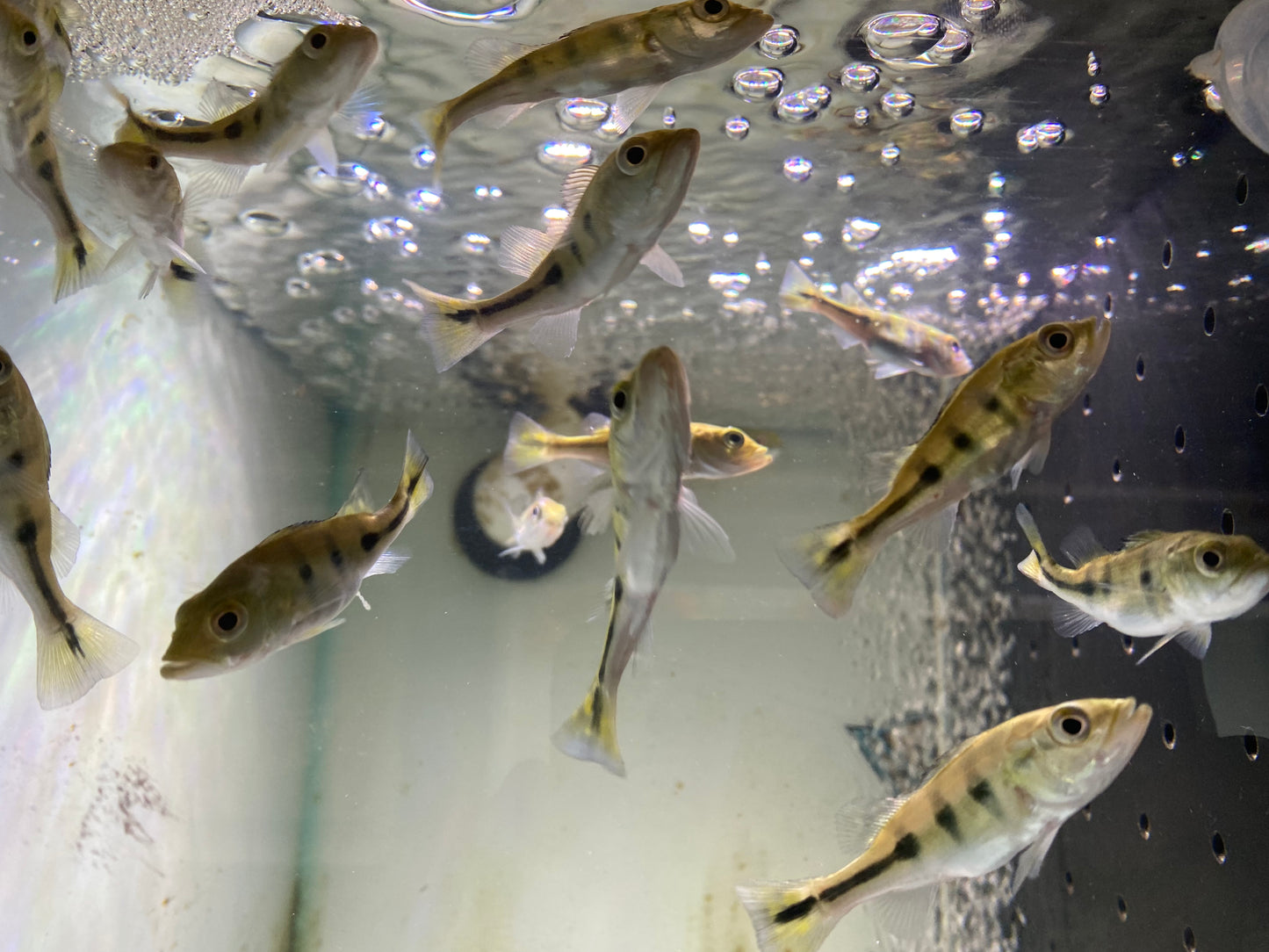 Intermedia Peacock Bass 2-3"