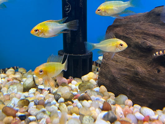 German Gold Rams