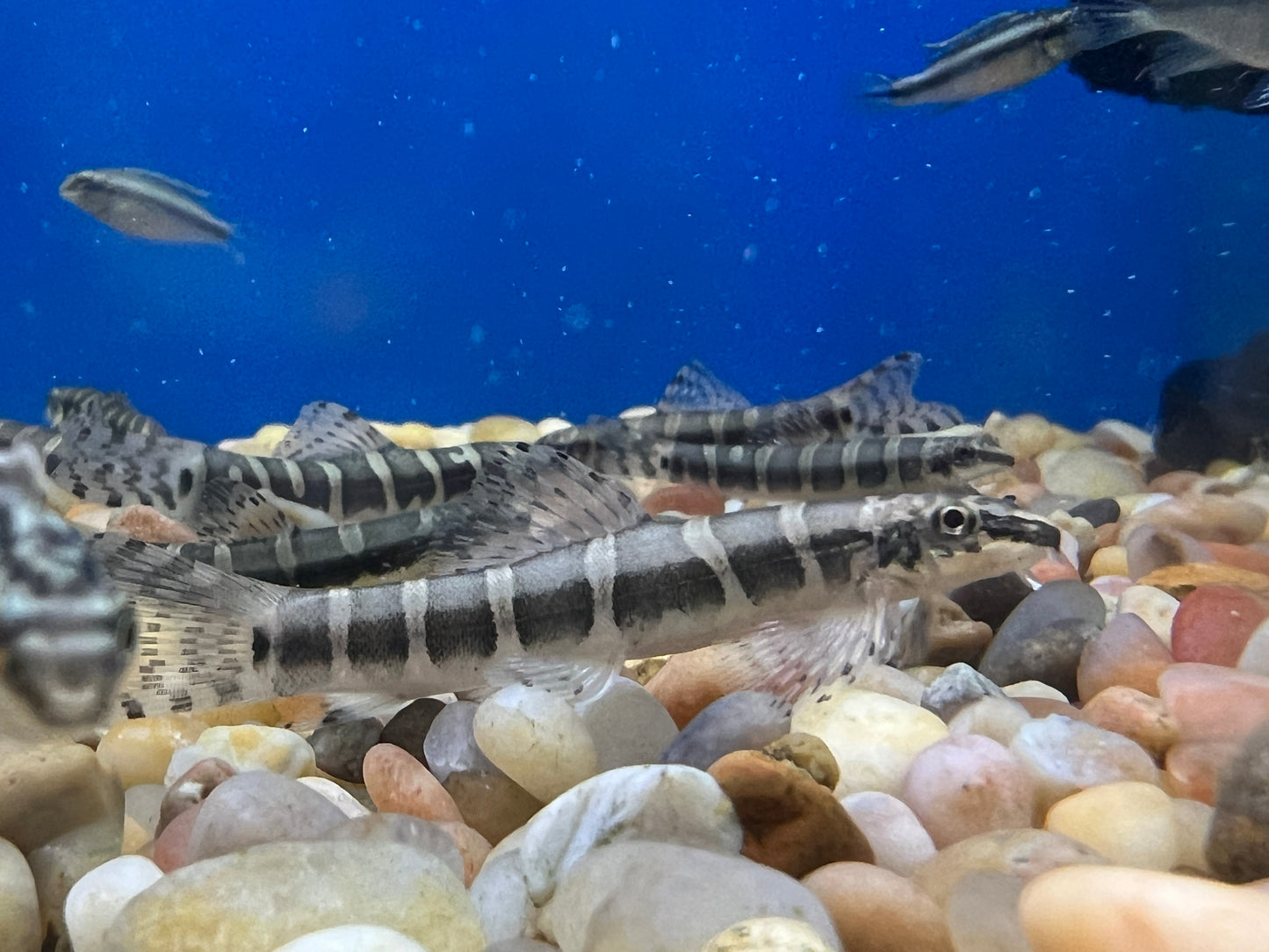 Serpent Loach