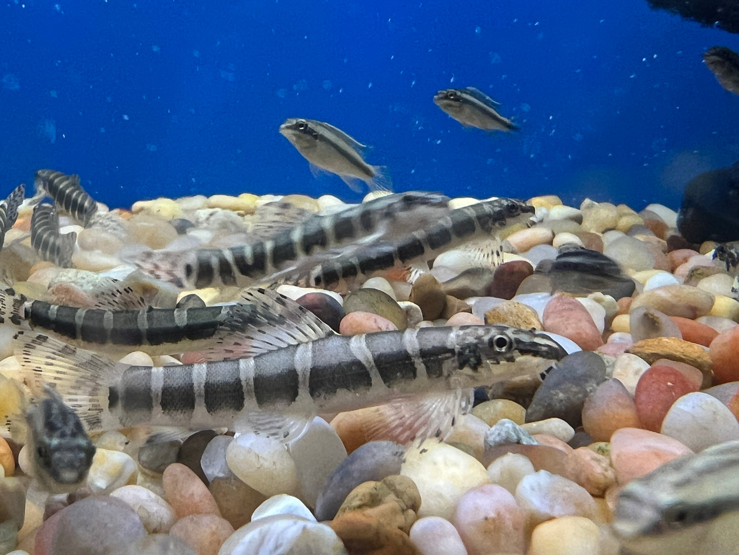 Serpent Loach