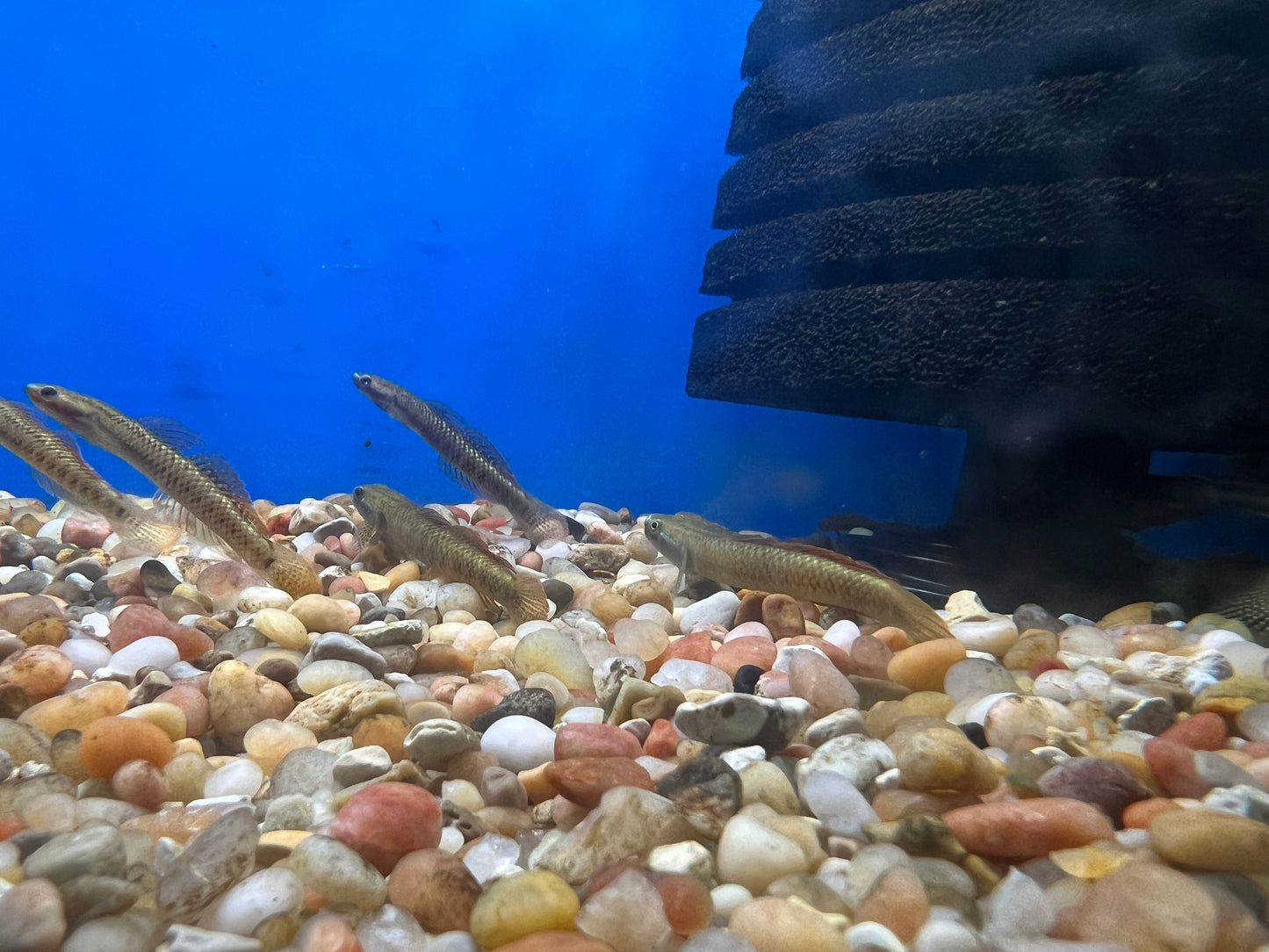 Rainbow Goby 2.5"