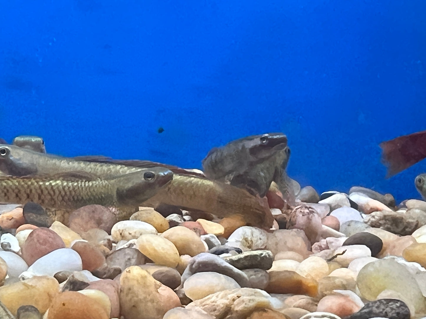 Rainbow Goby 2.5"