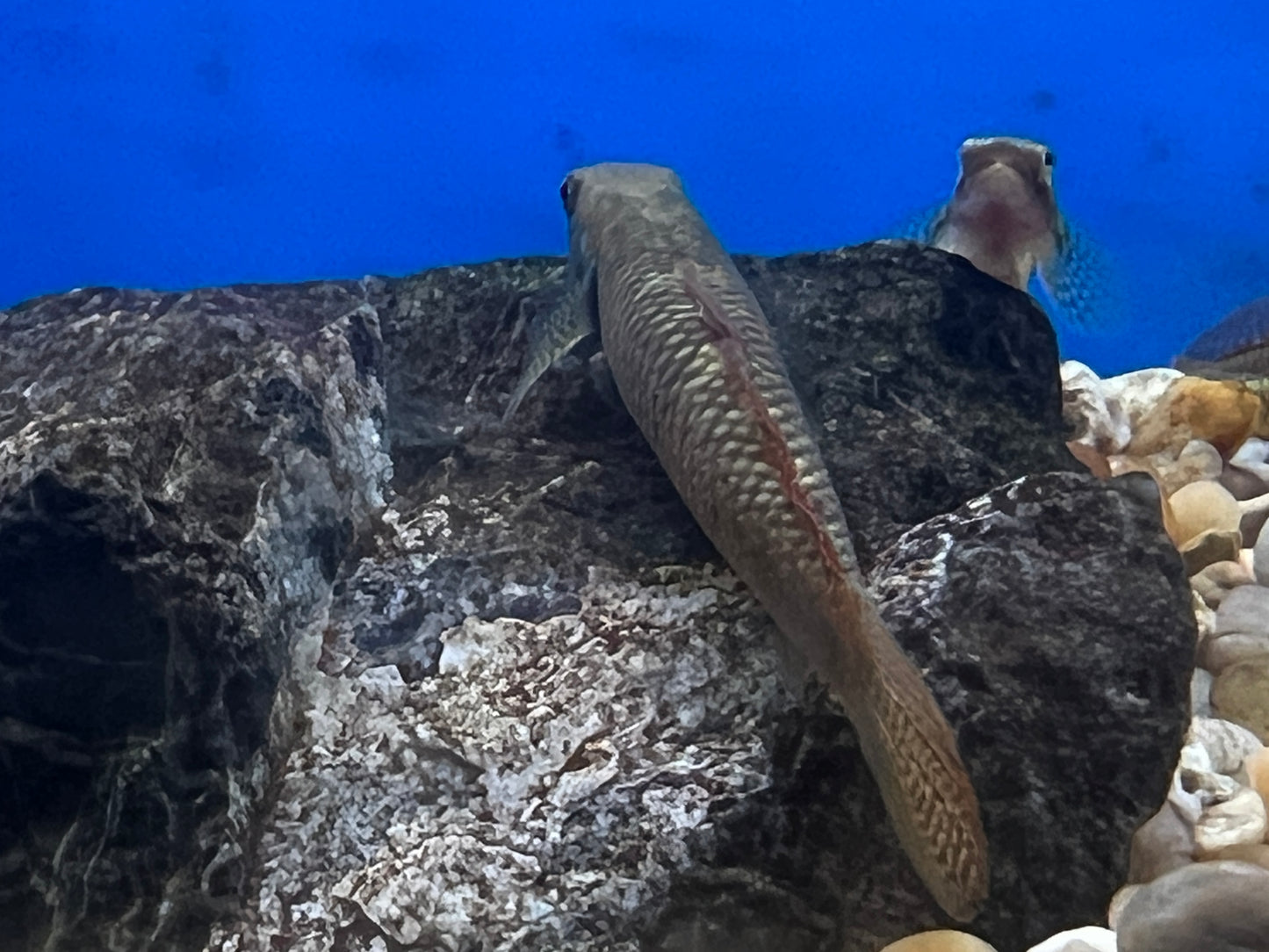Rainbow Goby 2.5"