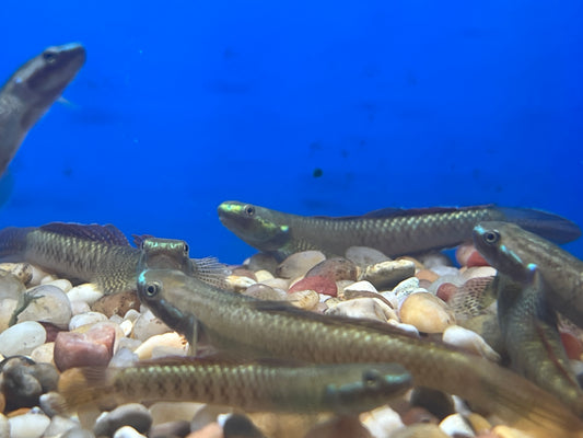 Rainbow Goby 2.5"