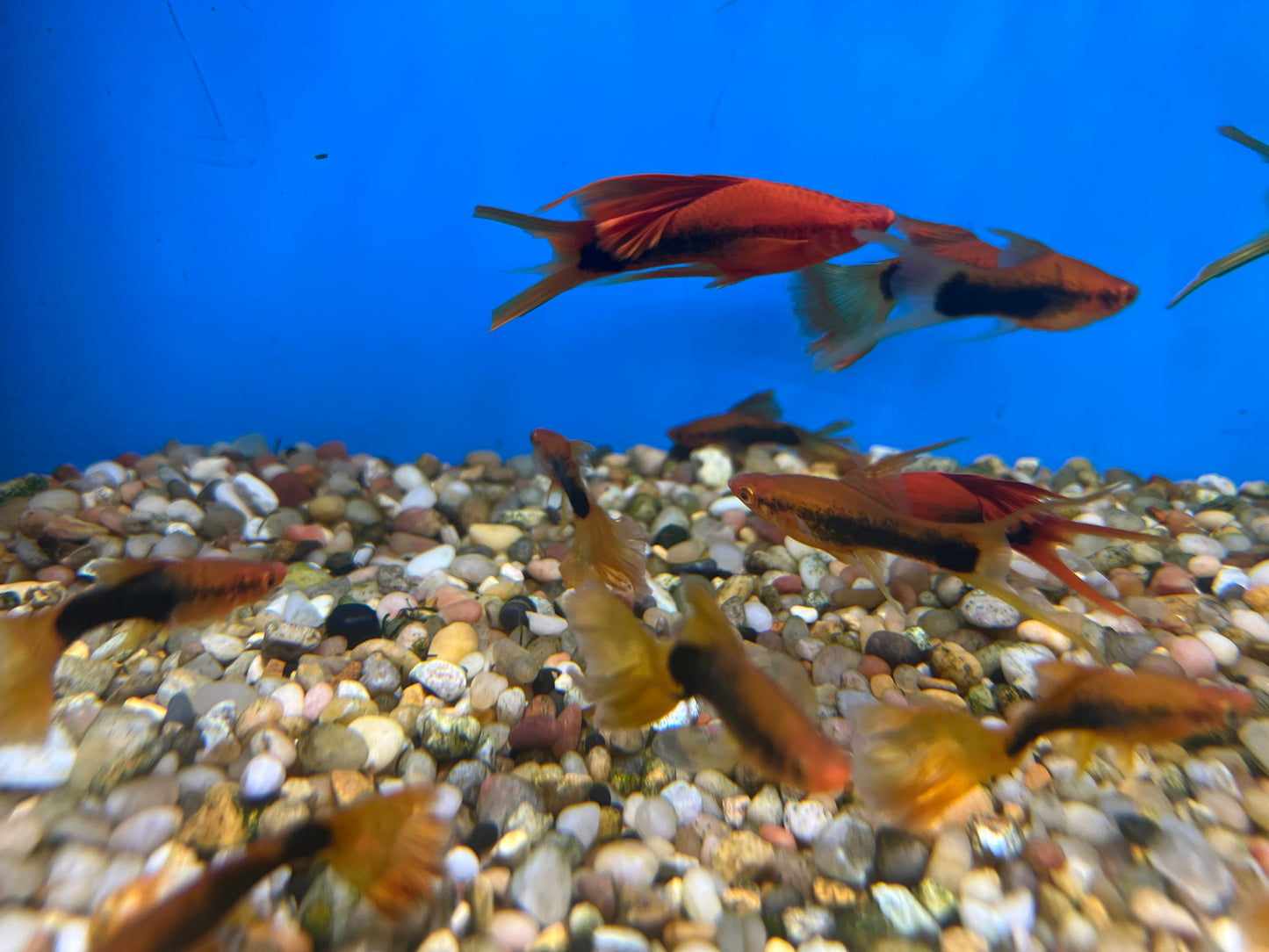 Tuxedo Veiltail Sword